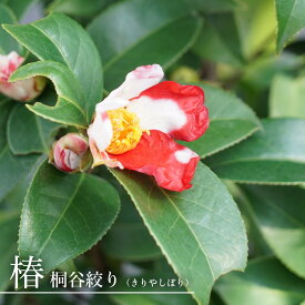 椿 苗 【桐谷絞り（キリヤシボリ）】 接木 白鉢苗 開花2～4月