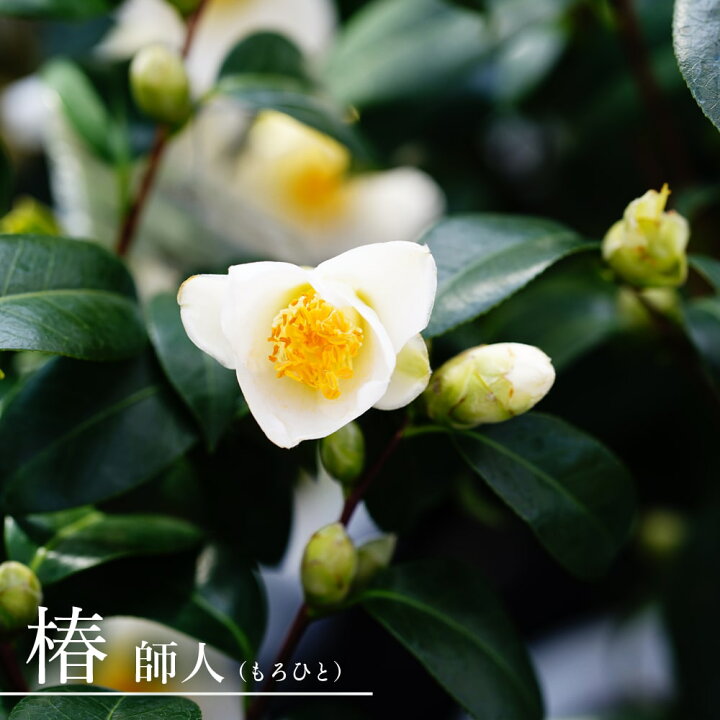 楽天市場 花芽付き 師人 椿 接木 白鉢苗 開花3 4月 苗木部 ｂｙ 花ひろばオンライン