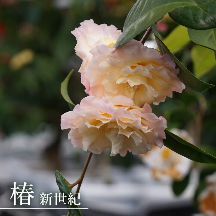 楽天市場 花芽付き 新世紀 椿 接木 白鉢苗 開花 2 4月頃 苗木部 ｂｙ 花ひろばオンライン