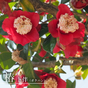  c ym i{Nnjz ږ A J 3`4