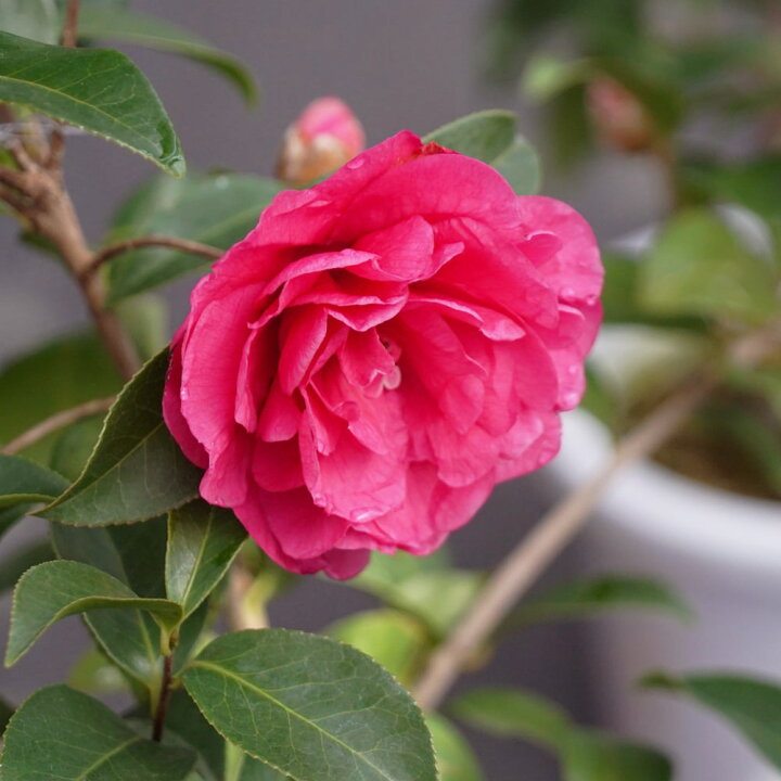 楽天市場 ピオニーガール 椿 接木 白鉢苗 開花 1 4月頃 苗木部 ｂｙ 花ひろばオンライン