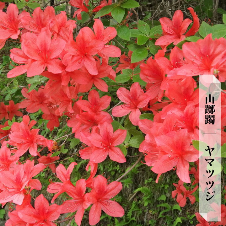 楽天市場 ヤマツツジ 4号ポット苗 里の木シリーズ 苗木部 by 花ひろばオンライン 楽天市場 ヤマツツジ 4号ポット苗 里の木シリーズ 苗木部 by 花ひろばオンライン