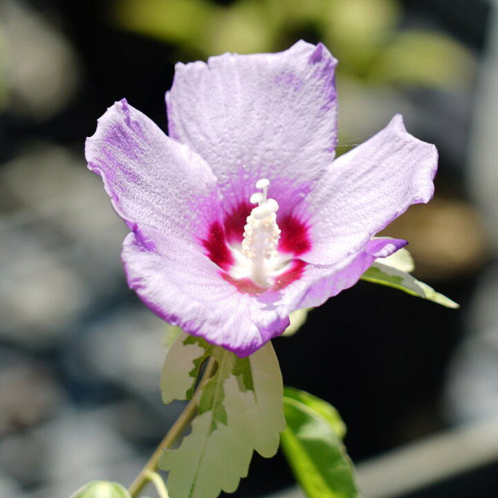 楽天市場 斑入りムクゲ ミーハニー 3 5号ポット苗 ハナヒロバリュー 苗木部 ｂｙ 花ひろばオンライン