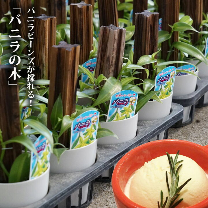 楽天市場】バニラの木 3号プラスチック鉢 （ヘゴ支柱・鉢カバー付き 