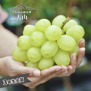 yVRz Ԃǂ 3Nږ1.1mc EBXt[ yYnř 1.1mc