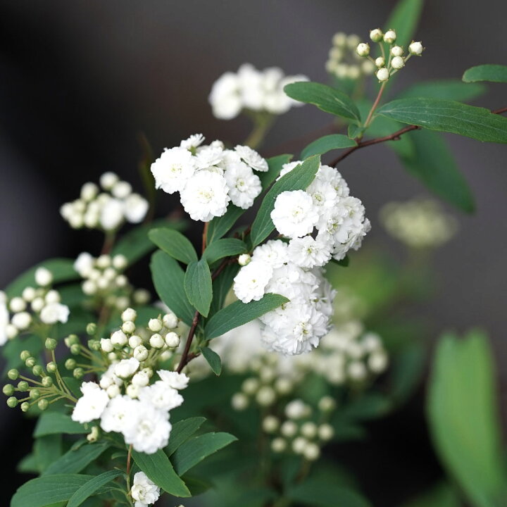 楽天市場 コデマリ 八重咲き 根巻き苗 苗木部 ｂｙ 花ひろばオンライン