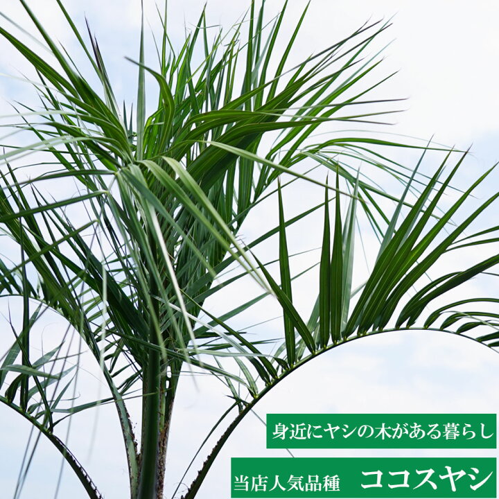 779円 永遠の定番モデル わい性タイサンボク リトルジェムポット苗 常緑樹