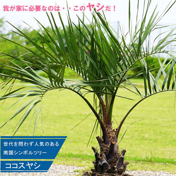 楽天市場】ヤシの木 【ココスヤシ】 1.0m 根巻き大苗 : 苗木部 by 花 