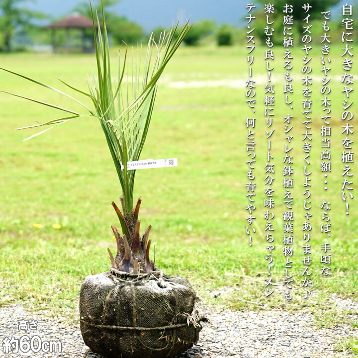 楽天市場】ヤシの木 【ココスヤシ】 0.6m 根巻き苗 : 苗木部 by 花 