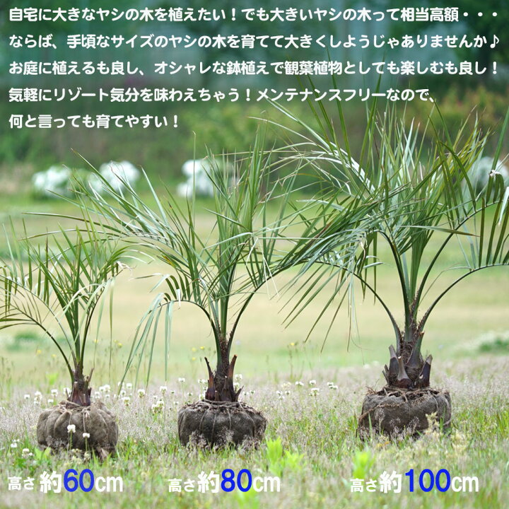 楽天市場】ヤシの木 【ココスヤシ】 1.0m 根巻き大苗 : 苗木部 by 花 