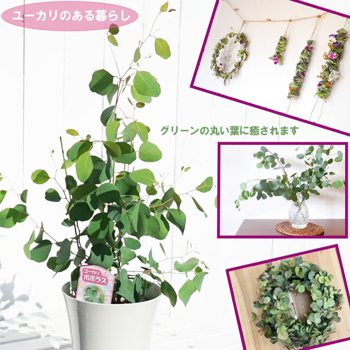 良品花木苗 アウトレットユーカリ ポポラス ポリアンセモス４号鉢植え ペットエコ