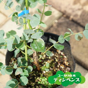 植木 盆栽 ユーカリの人気商品 通販 価格比較 価格 Com