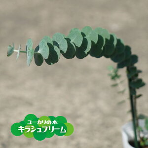 観葉植物 生垣の人気商品 通販 価格比較 価格 Com