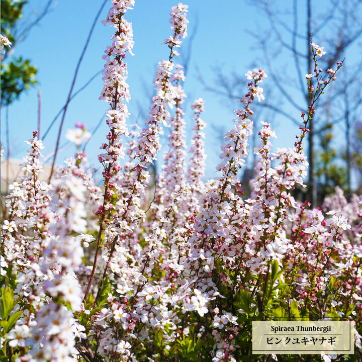 楽天市場 ピンクユキヤナギ 5号ポット苗 苗木部 ｂｙ 花ひろばオンライン
