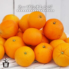 【ネーブルオレンジ】 1年生接木苗