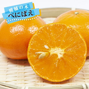みかん 苗木 【べにばえ】 1年生接木苗 登録品種・品種登録