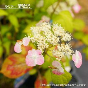 z }AWTC yi悷݂jz 5|bgc