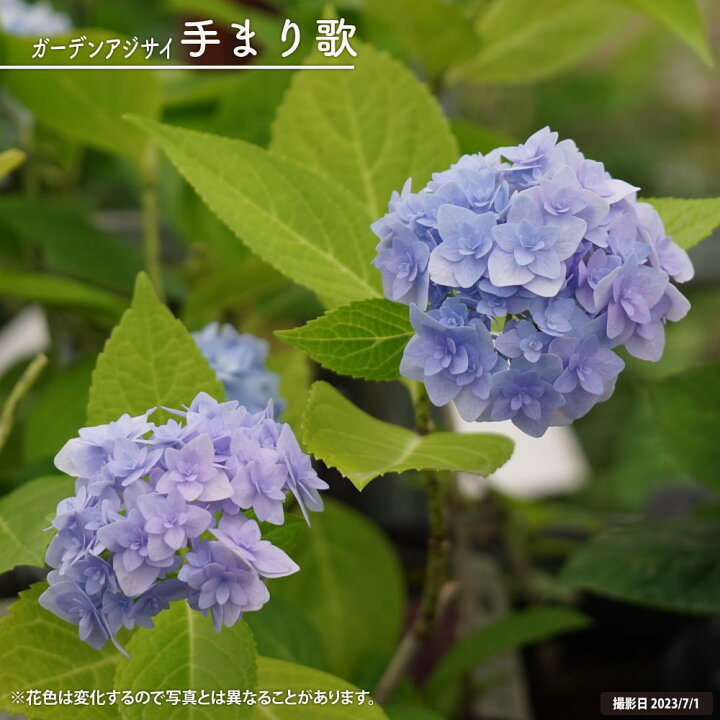 楽天市場】紫陽花 ガーデンアジサイ 【手まり歌】 5号ポット苗 : 苗木 
