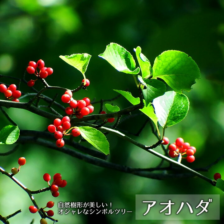 楽天市場】アオハダ （青膚) 【里の木シリーズ】 庭木 落葉樹 シンボル 