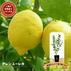 レモンの木 【アレンユーレカ】 2年生接木苗 角鉢植え