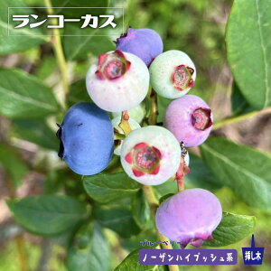 yR[JXz m[UnCubVn 3N}ؕc u[x[c