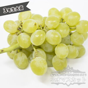 ylI}XJbgz Ԃǂ 3Nږؑc 1.1mc yYnř 1.1mc