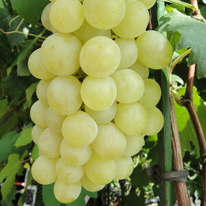 ylI}XJbgz Ԃǂ 2Nږؕc EBXt[