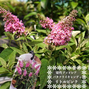 ␫ubhA ygsNz o^tCLfBV[Y  t o^iEio^