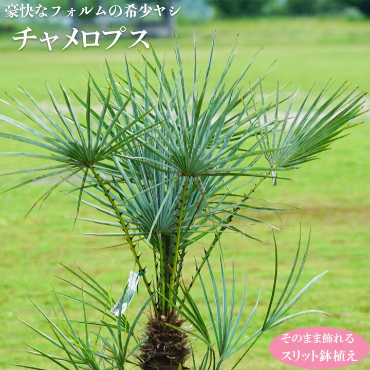 楽天市場】ヤシの木 【チャメロプス フミリス】 スリット鉢 大苗 