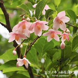エゴノキ 赤花シダレエゴ 根巻き苗 庭木 落葉樹 シンボルツリー