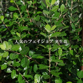 フェイジョア 苗 実生 ポット苗