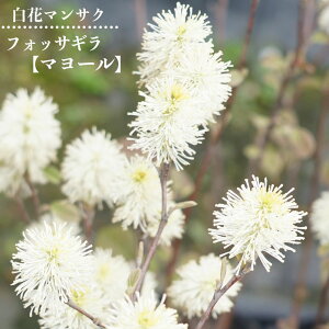 tHbTM y}[z } 5|bgc ԃ}TN  Ԗ