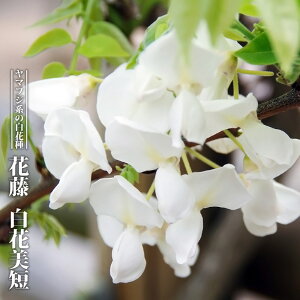 花藤 【白花美短】 2年生 接木 6号ポット苗