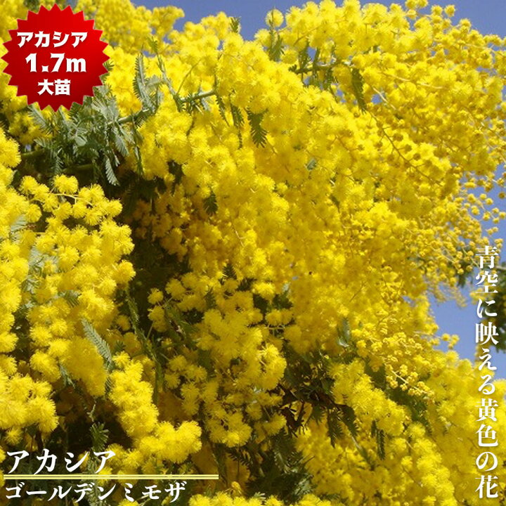 楽天市場 ギンヨウアカシア ゴールデンミモザ ミモザアカシア H1 7m 大苗 大型宅配便 沖縄 離島不可 庭木 常緑樹 苗木部 ｂｙ 花ひろばオンライン