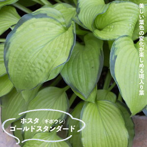 yS[hX^_[hz M{EV zX^ 6|bgc