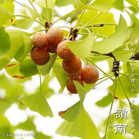 楽天市場】 果樹苗 > 果樹全種一覧 > 銀杏（ギンナン） : 苗木部 by 