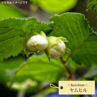 【ヤムヒル】ヘーゼルナッツ 3年生 挿し木大苗 【予約販売】10～11月頃入荷予定