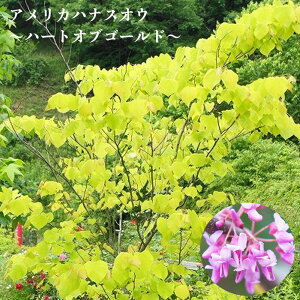 AJniYIE n[gIuS[h |bgc