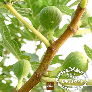 �������� �y���f�B�z���C�g�z 1�N���c