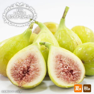 �������� �y�z���C�g�}���Z�C���z 1�N���}���ؕc