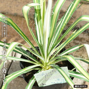 【カラーガード】 ユッカ 3号ポット苗
