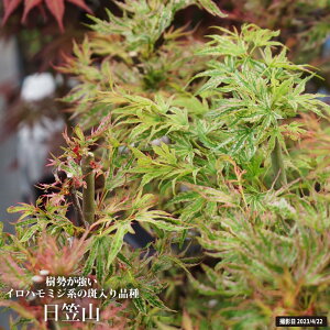 ���~�W �y���}�R�z 5�������O�|�b�g