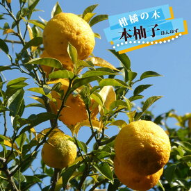 柚子 苗木 【本柚子 （木頭ゆず）】 2年生接木苗