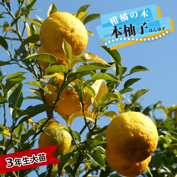 楽天市場 本柚子 木頭ゆず 3年生 接木 大苗 産地で剪定済 1 0m苗 苗木部 ｂｙ 花ひろばオンライン
