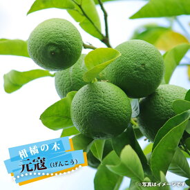 【元寇】 香酸ミカン 2年生 接木 苗 果樹 柑橘