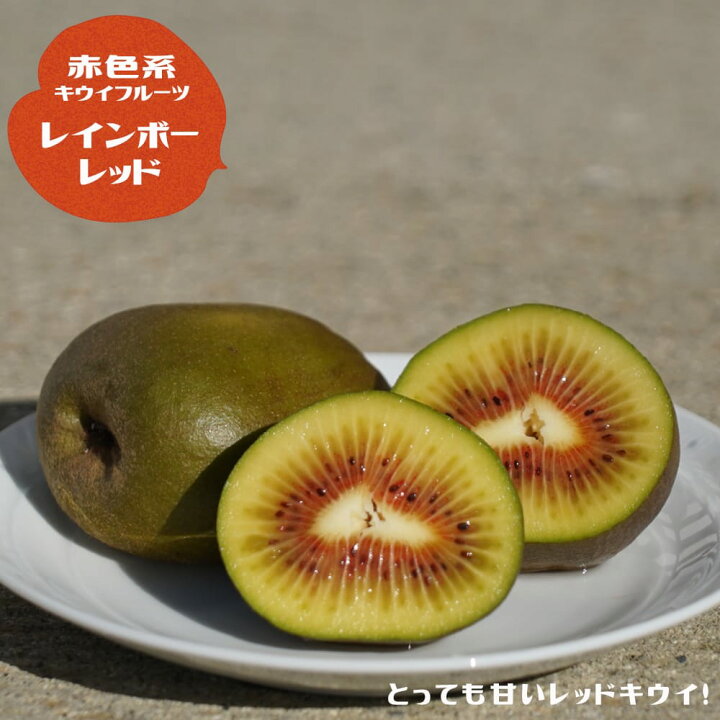 楽天市場】キウイ 苗木セット 【レインボーレッド】 赤系メス 1年生 