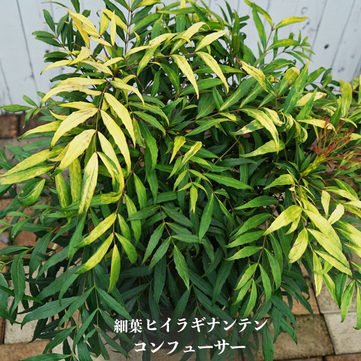 楽天市場】細葉ヒイラギナンテン 【コンフューサー】 ナーセリーポット 