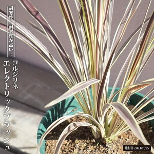 RWlihZij GNgbNtbV 8Xbg EU|bg