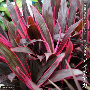 RWlihZij I[XgX AC`AJ 4A