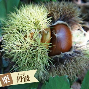 I c yOgIz 3Nc 1mc yYnř 1.0mcz y\̔z10`11ח\